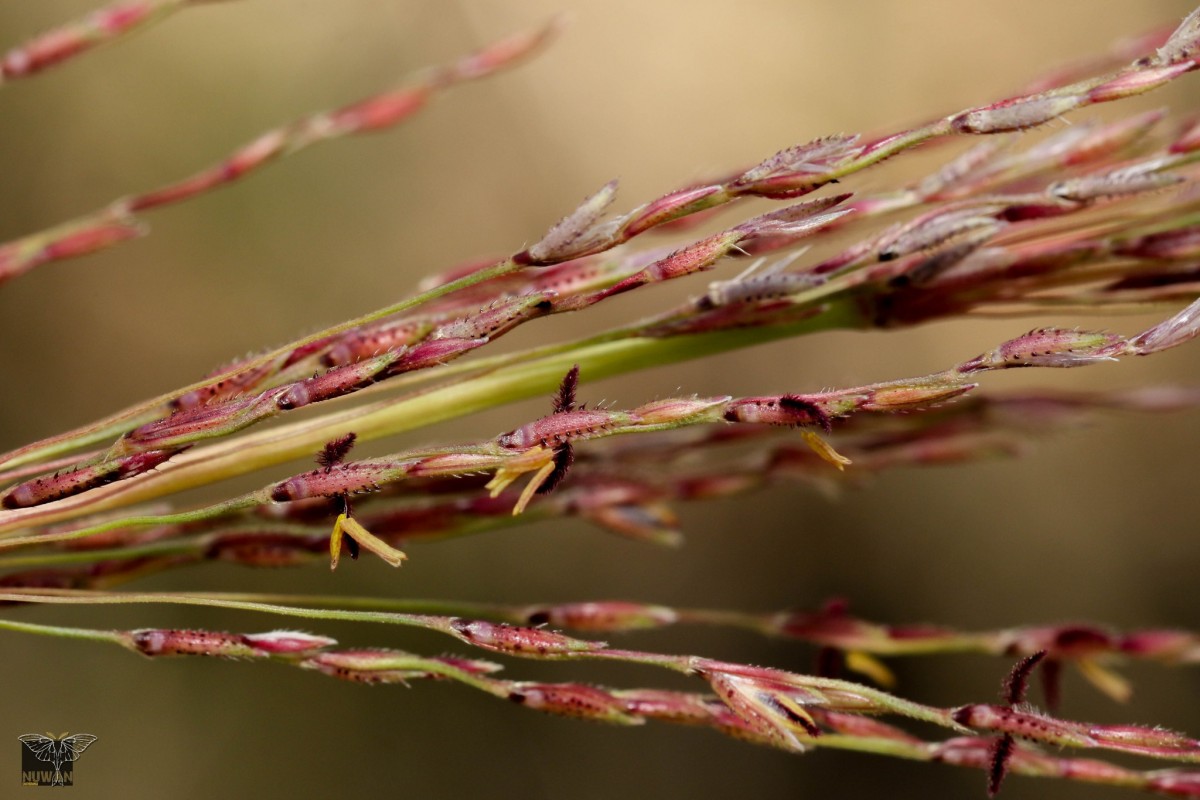 Chrysopogon zizanioides (L.) Roberty